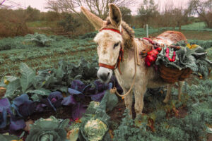 1. Tradición en verde